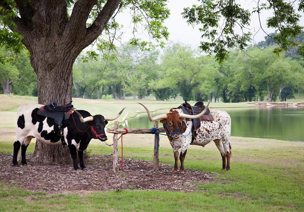 Two saddled Texas longhorns tethered to a wooden post beneath a large tree by a lakeside.
